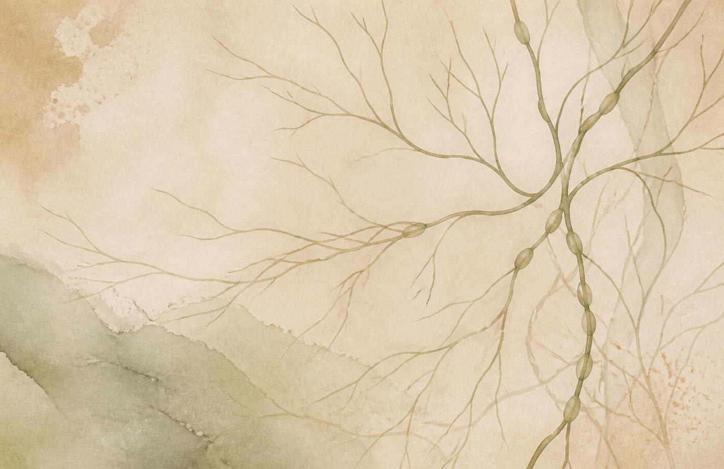 Lymphatic Drainage 101: How Dry Brushing Fits In